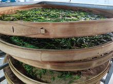 綠水青山育好茶，產業扶貧有希望